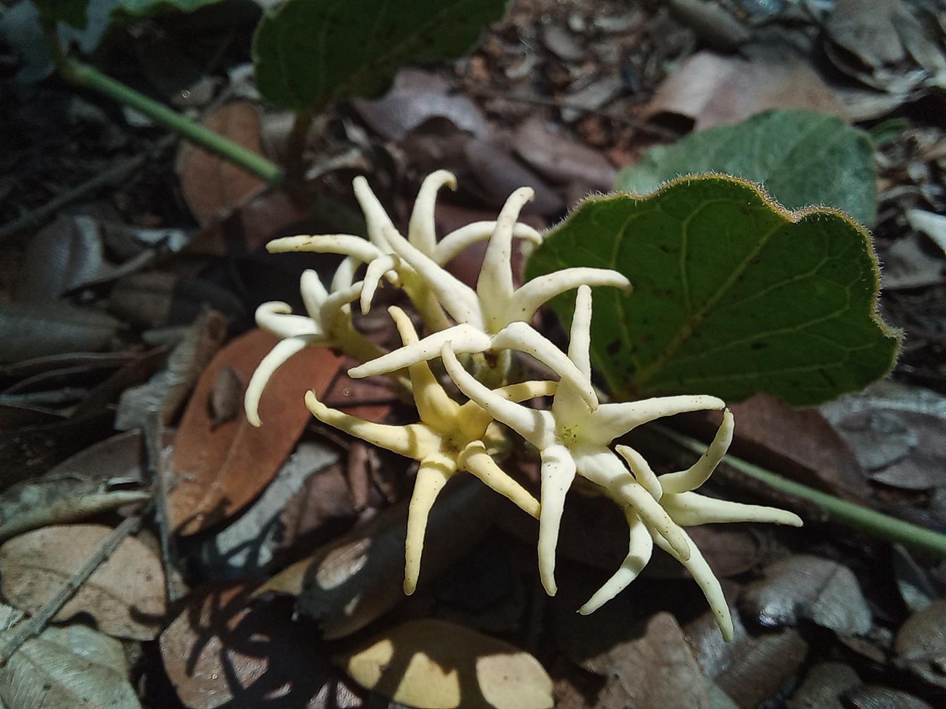 Orthanthera jasminiflora Orthanthera jasminiflora