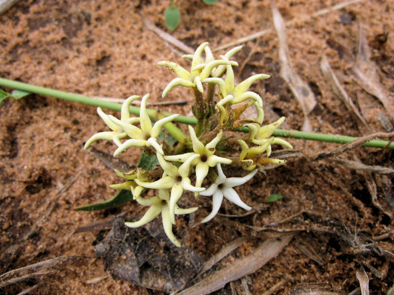 Orthanthera jasminiflora