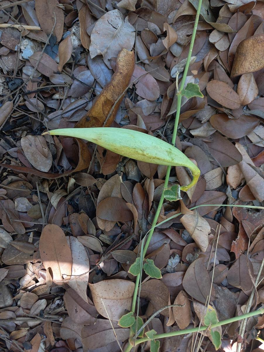 Orthanthera jasminiflora Orthanthera jasminiflora