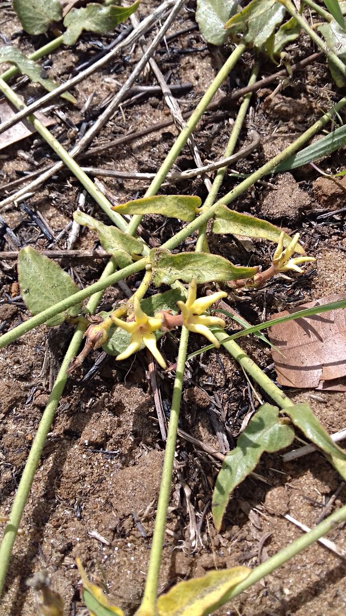 Orthanthera jasminiflora