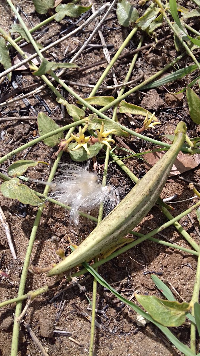 Orthanthera jasminiflora