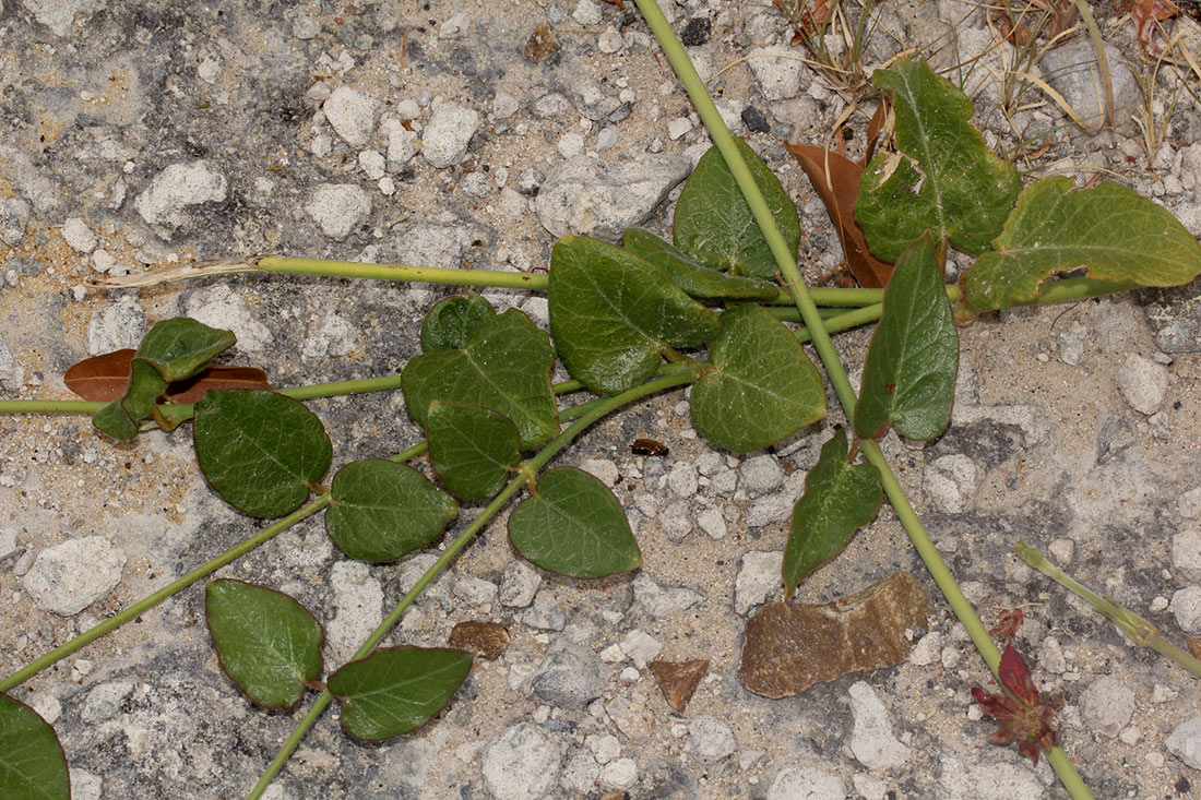 Orthanthera jasminiflora