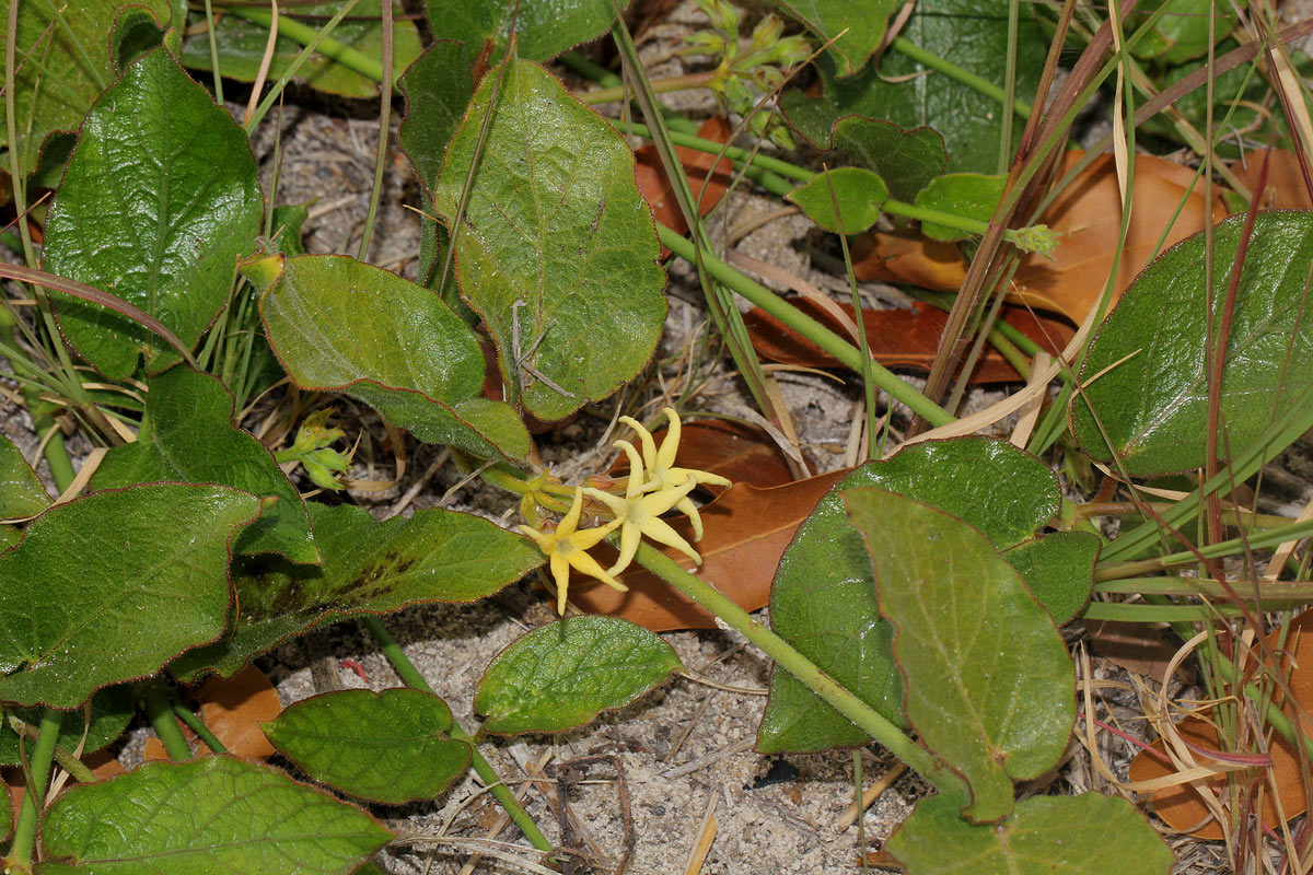 Orthanthera jasminiflora