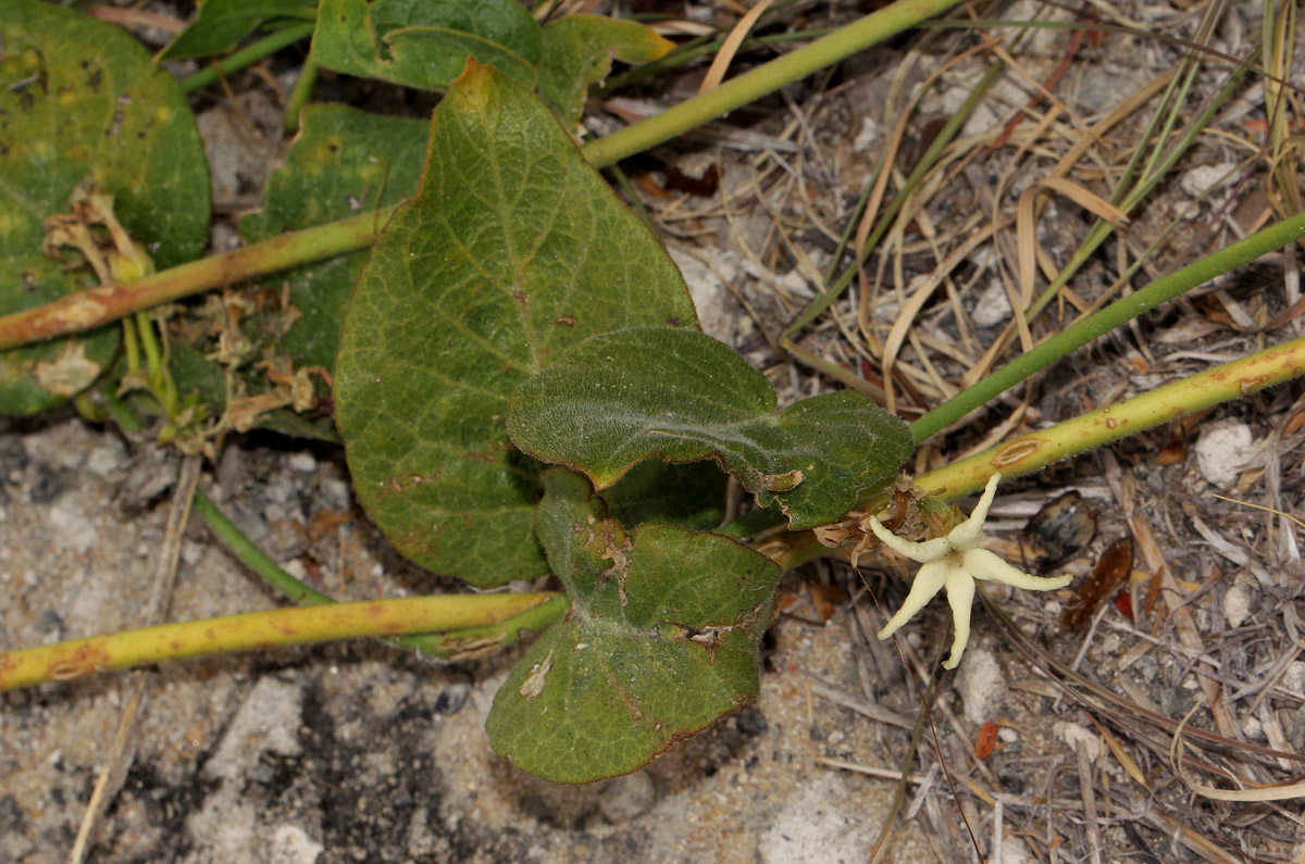 Orthanthera jasminiflora