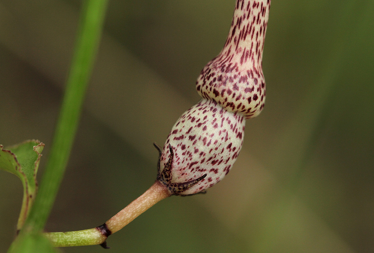 Ceropegia nilotica