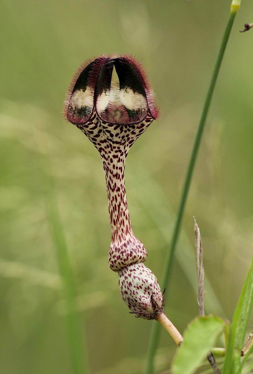 Ceropegia nilotica