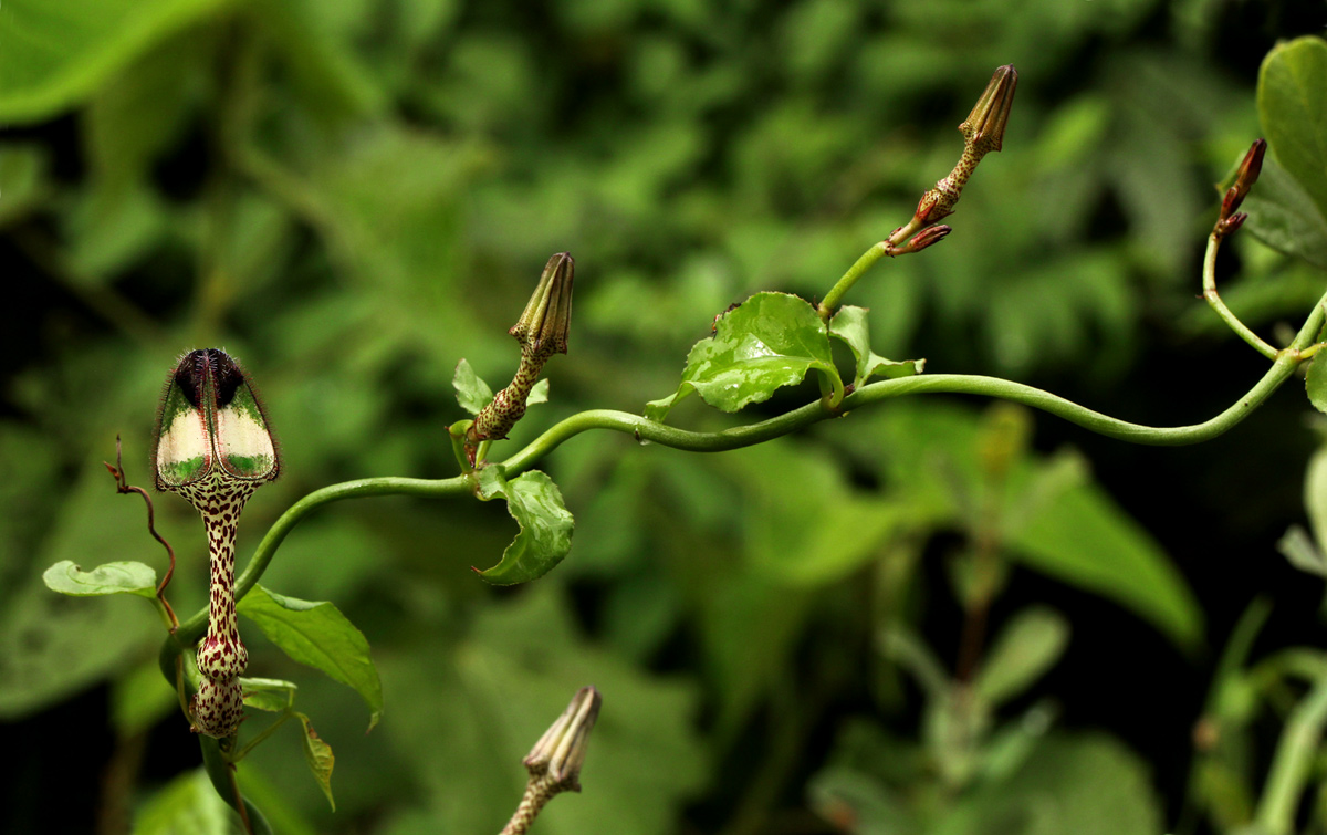 Ceropegia nilotica