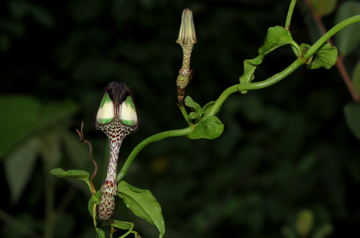 Ceropegia nilotica