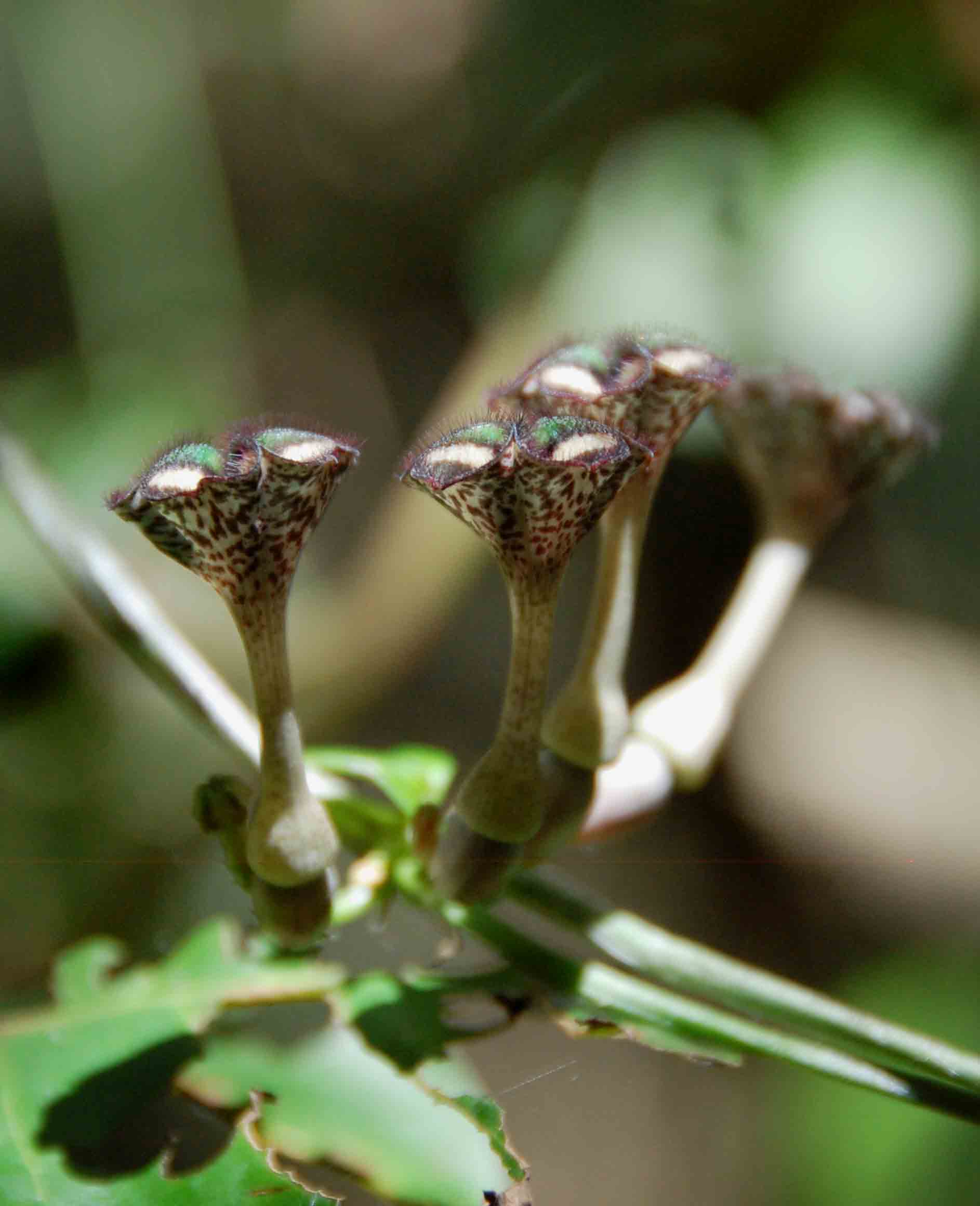 Ceropegia nilotica