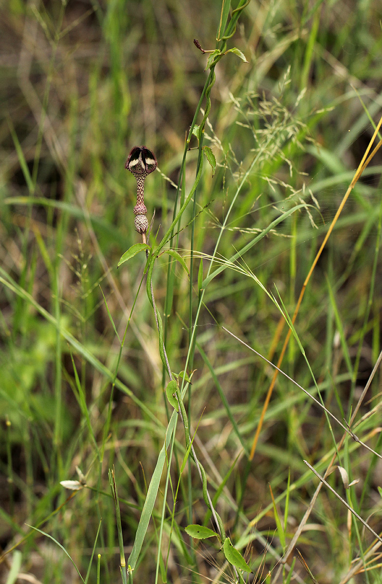 Ceropegia nilotica