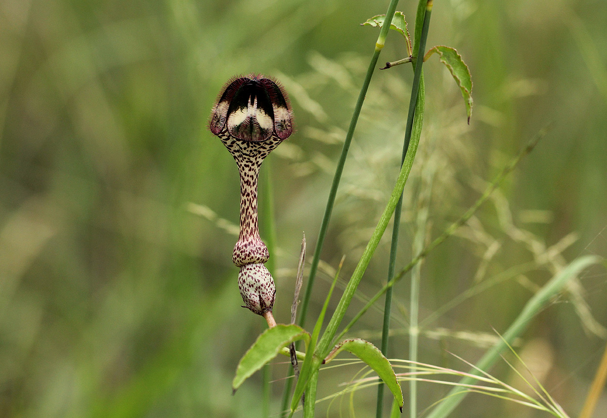 Ceropegia nilotica
