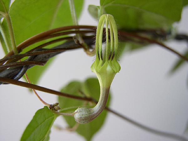 Ceropegia purpurascens