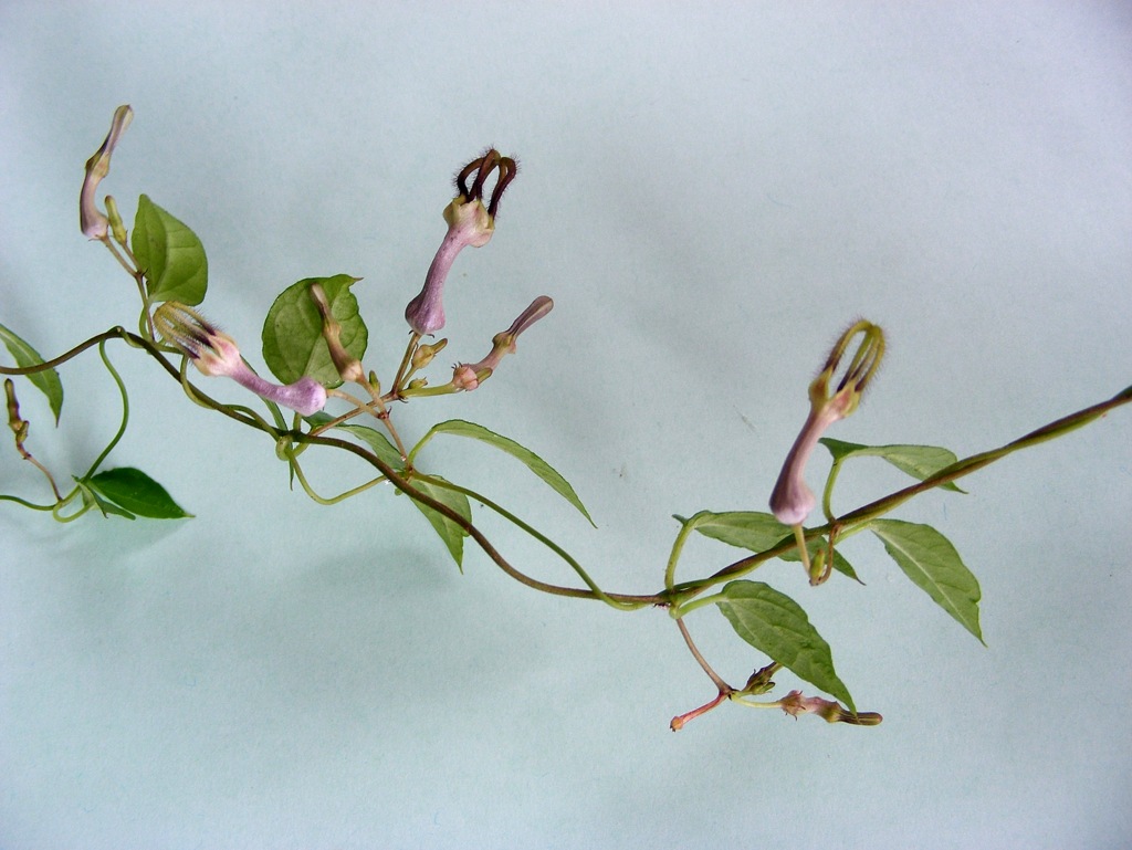 Ceropegia purpurascens