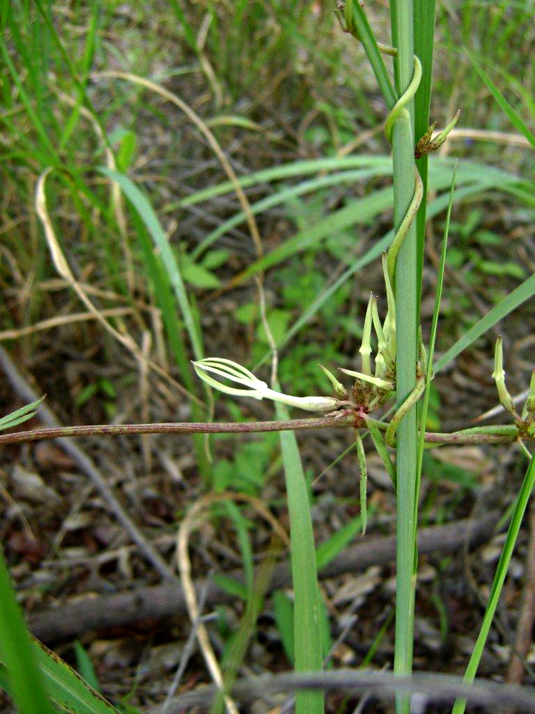 Ceropegia stenantha
