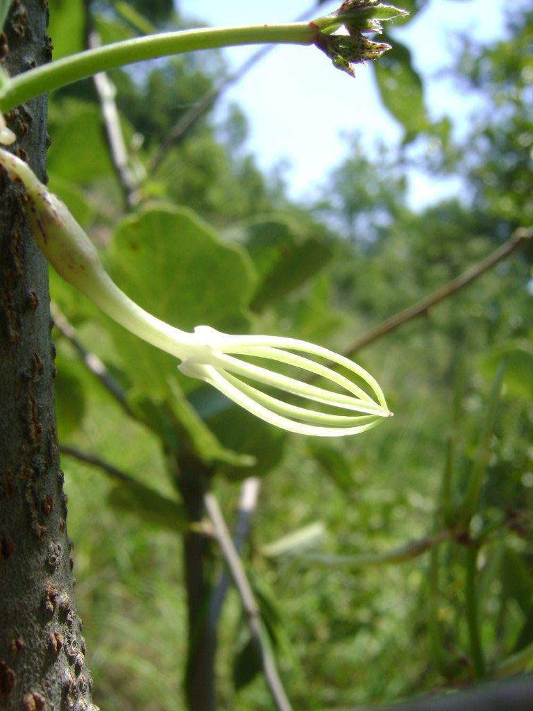 Ceropegia stenantha