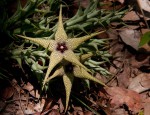 Orbea caudata subsp. rhodesiaca