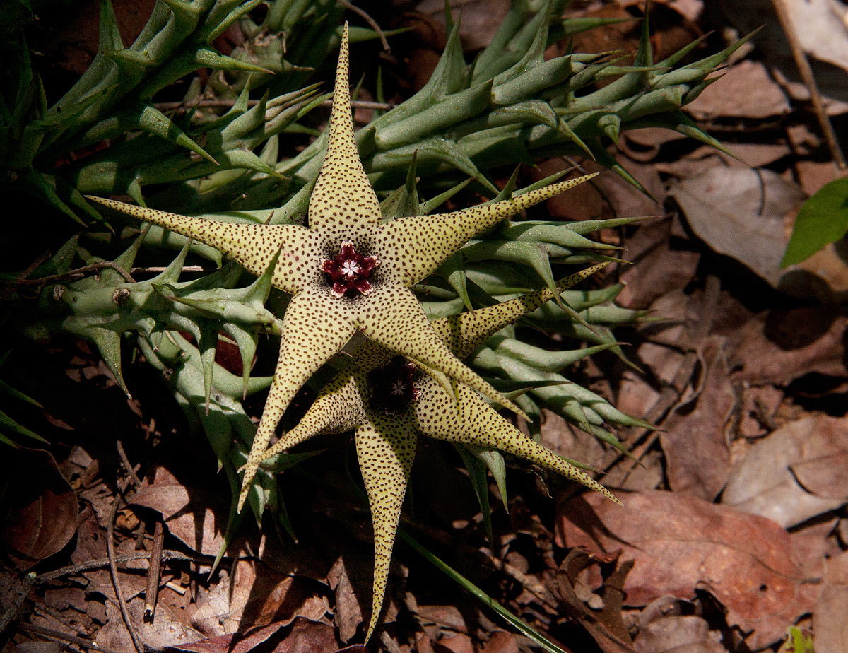 Orbea caudata subsp. rhodesiaca