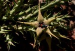 Orbea caudata subsp. rhodesiaca