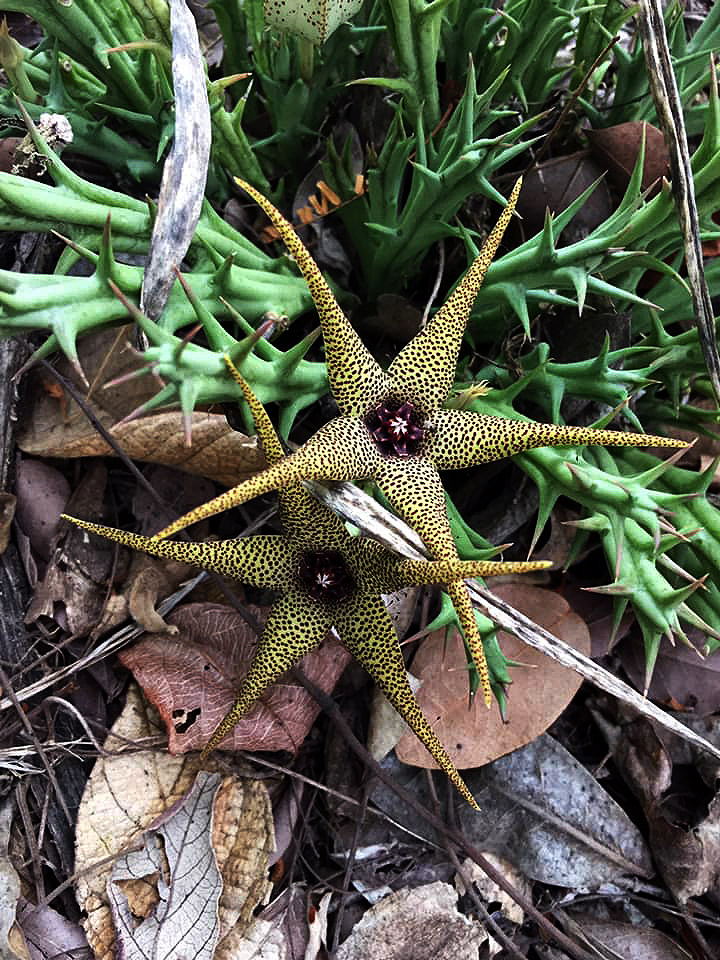Orbea caudata subsp. rhodesiaca