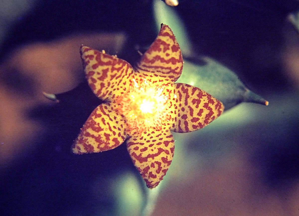 Orbea schweinfurthii