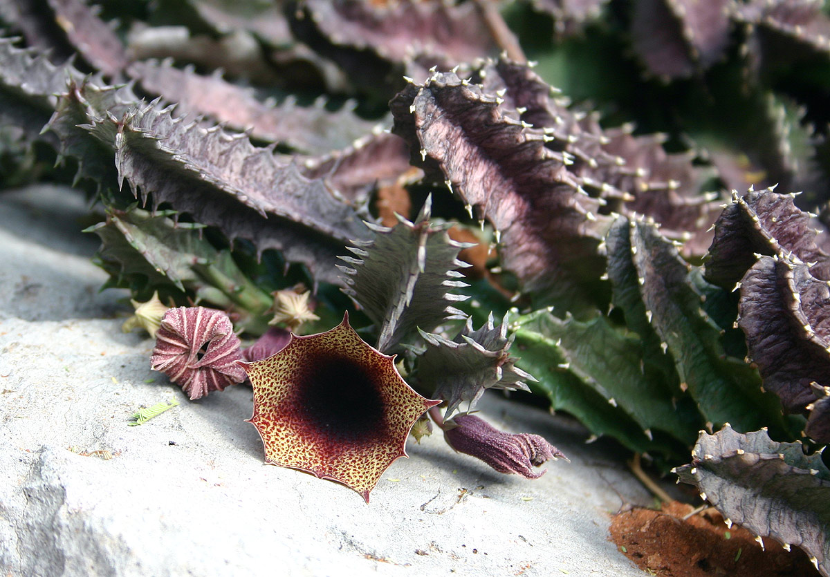 Huernia levyi