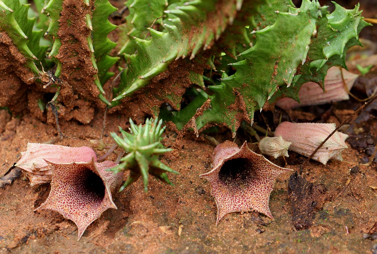 Huernia levyi
