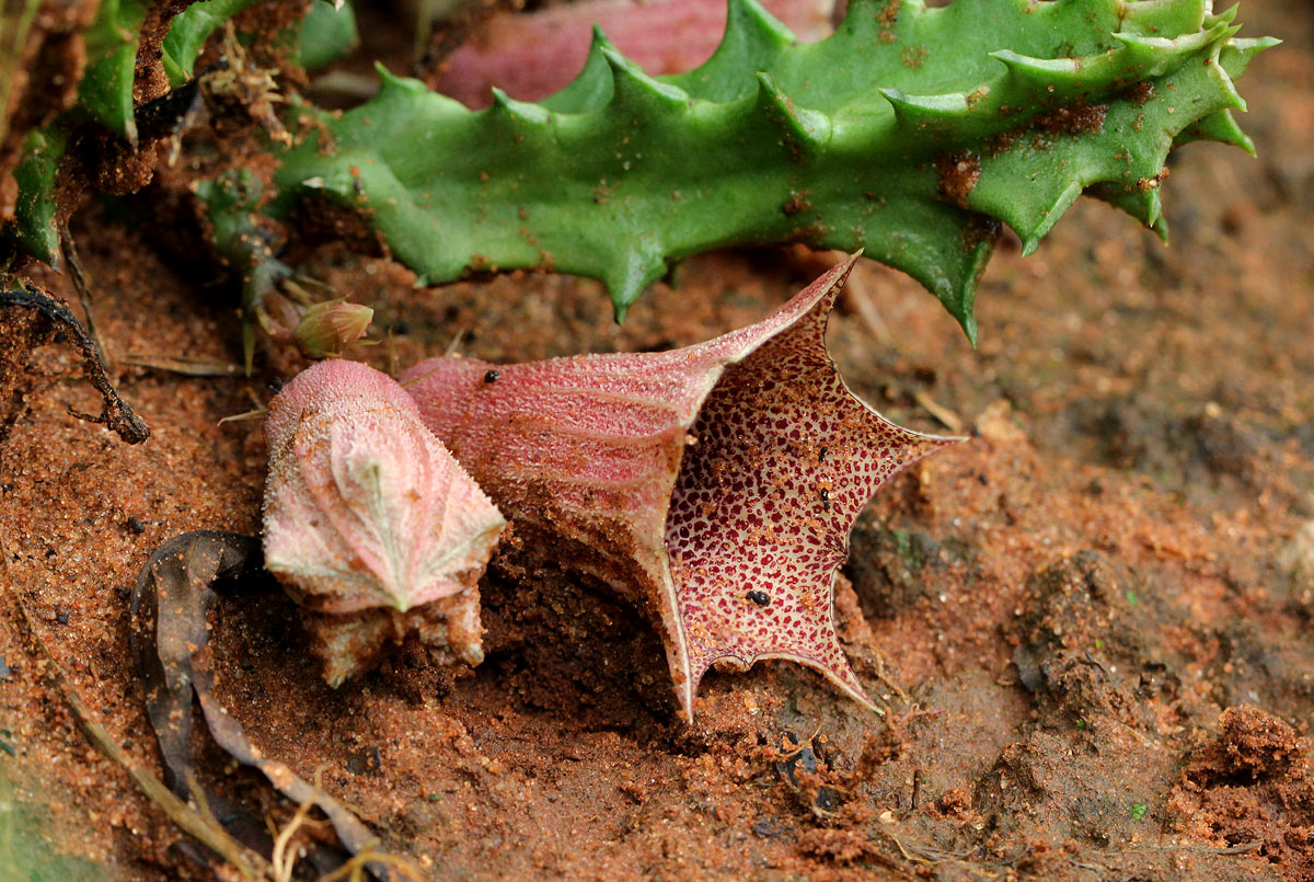 Huernia levyi