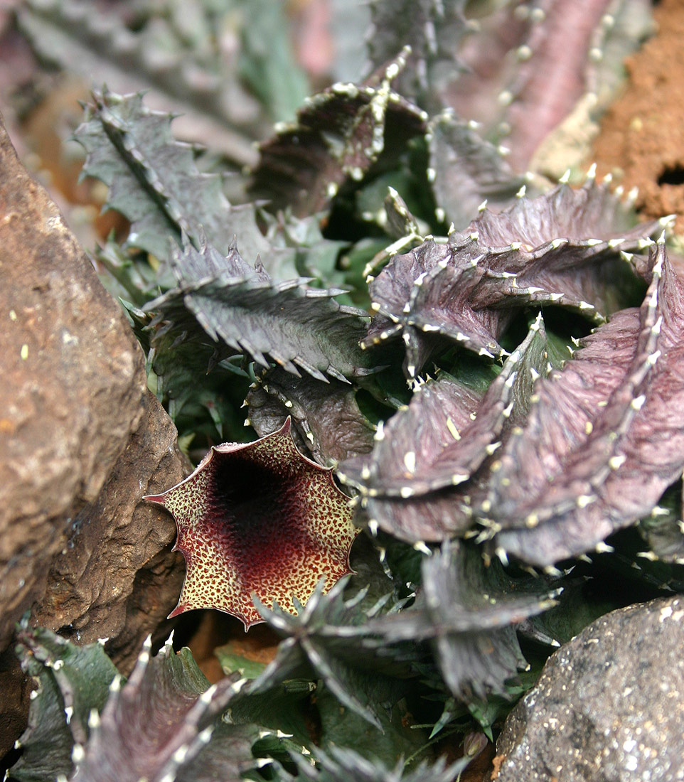 Huernia levyi