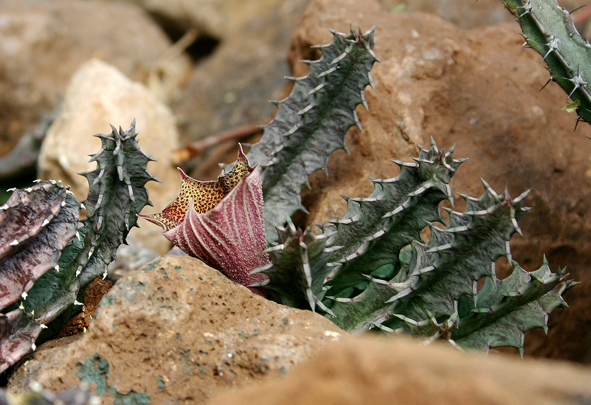 Huernia levyi