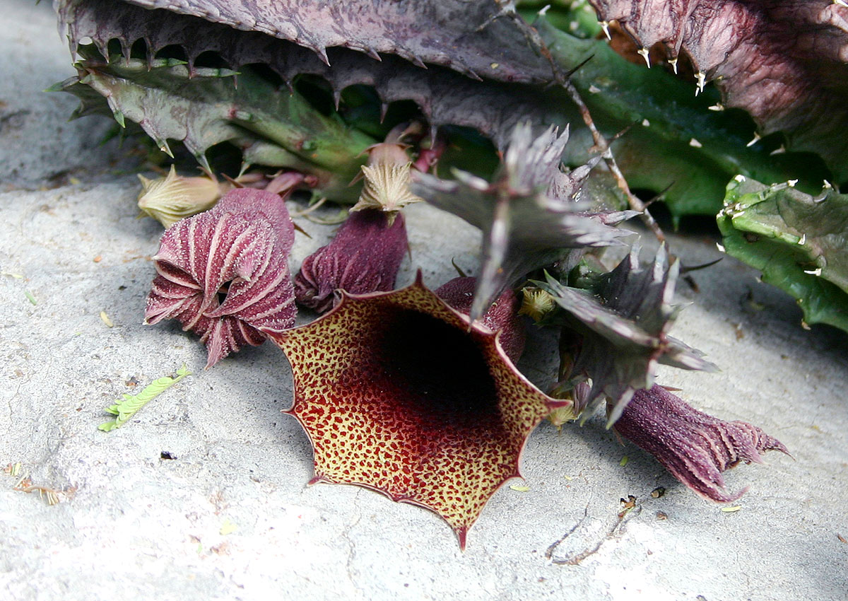 Huernia levyi