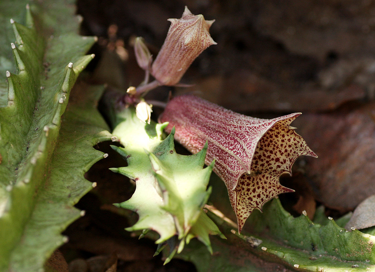 Huernia levyi