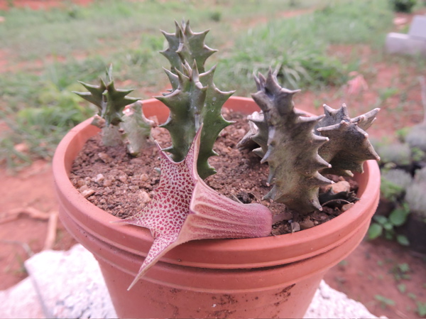 Huernia levyi