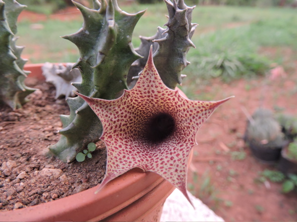 Huernia levyi