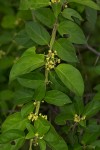 Marsdenia sylvestris