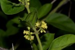 Marsdenia sylvestris