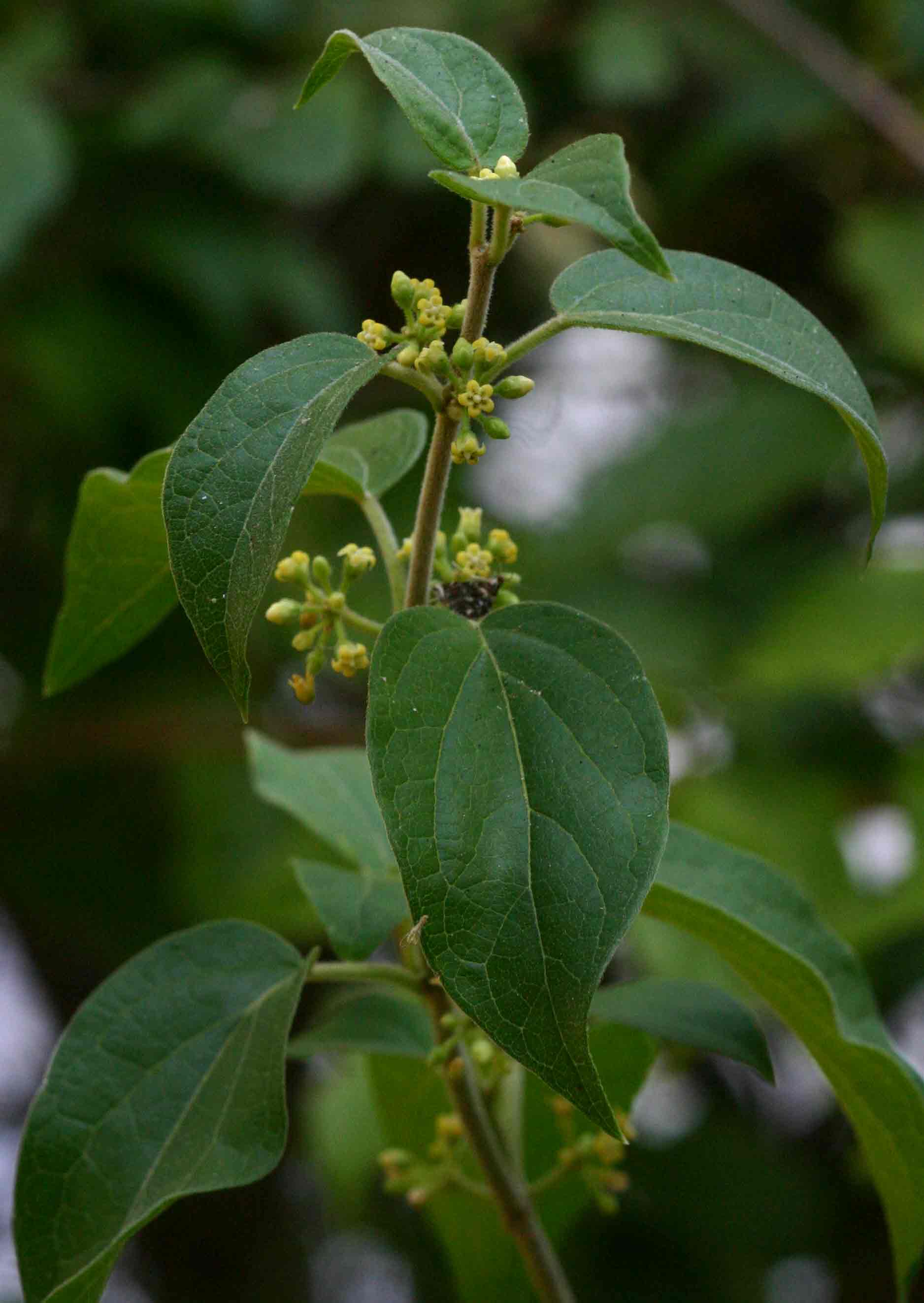 Marsdenia sylvestris