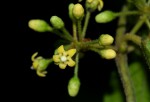 Marsdenia sylvestris
