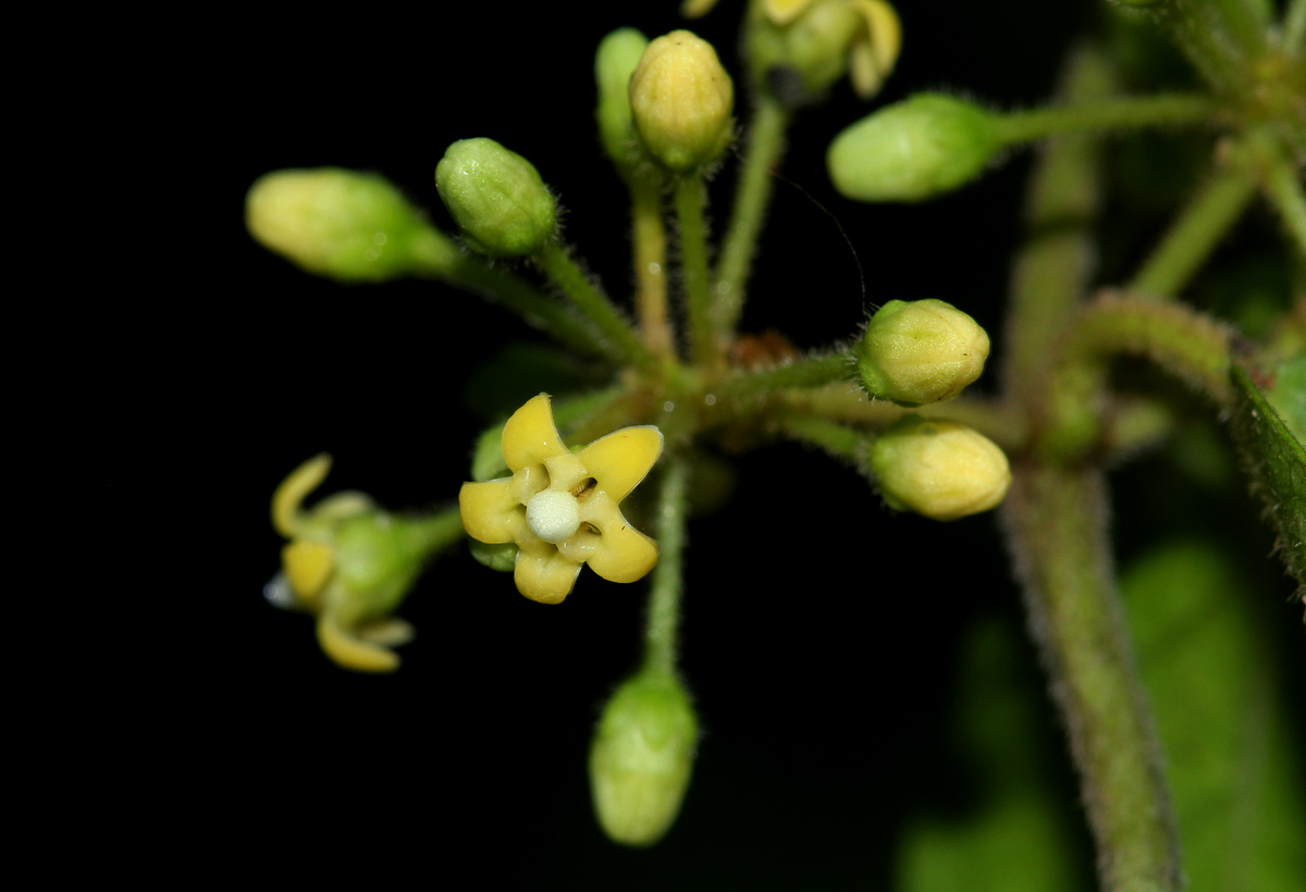 Marsdenia sylvestris