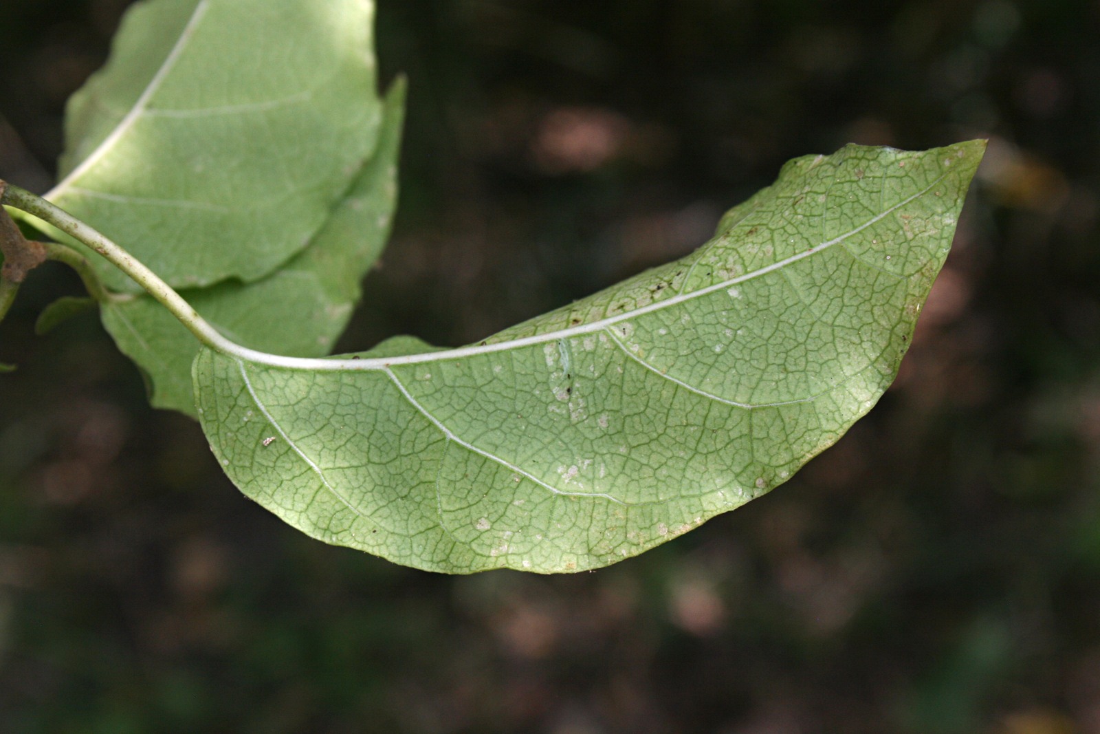 Marsdenia macrantha Marsdenia macrantha