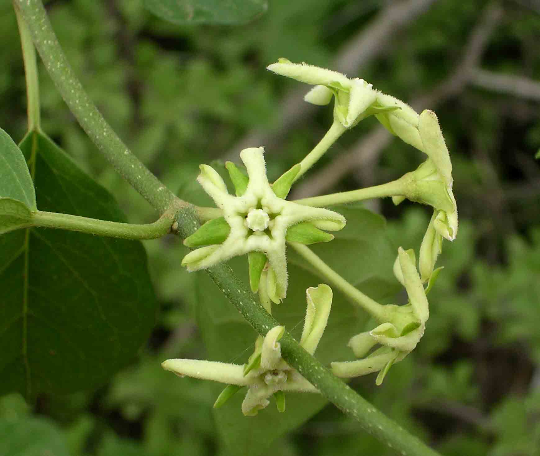 Marsdenia macrantha Marsdenia macrantha