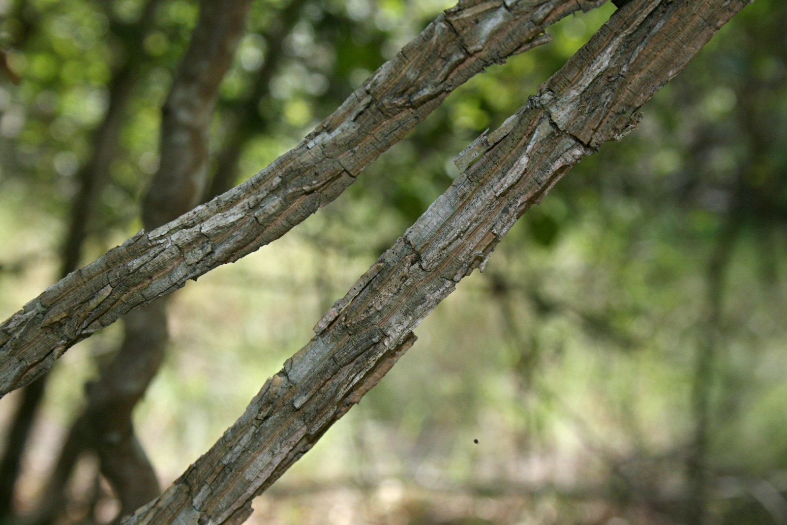 Marsdenia macrantha Marsdenia macrantha