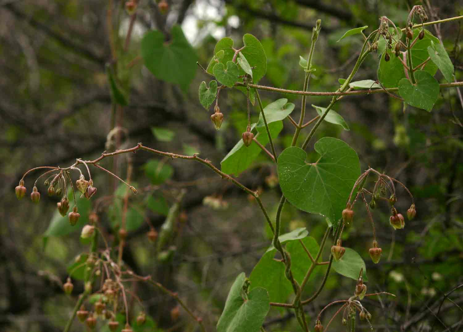 Pergularia daemia subsp. daemia