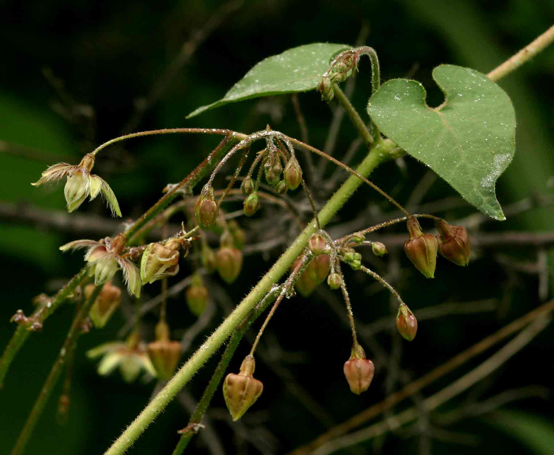 Pergularia daemia subsp. daemia