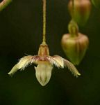 Pergularia daemia subsp. daemia