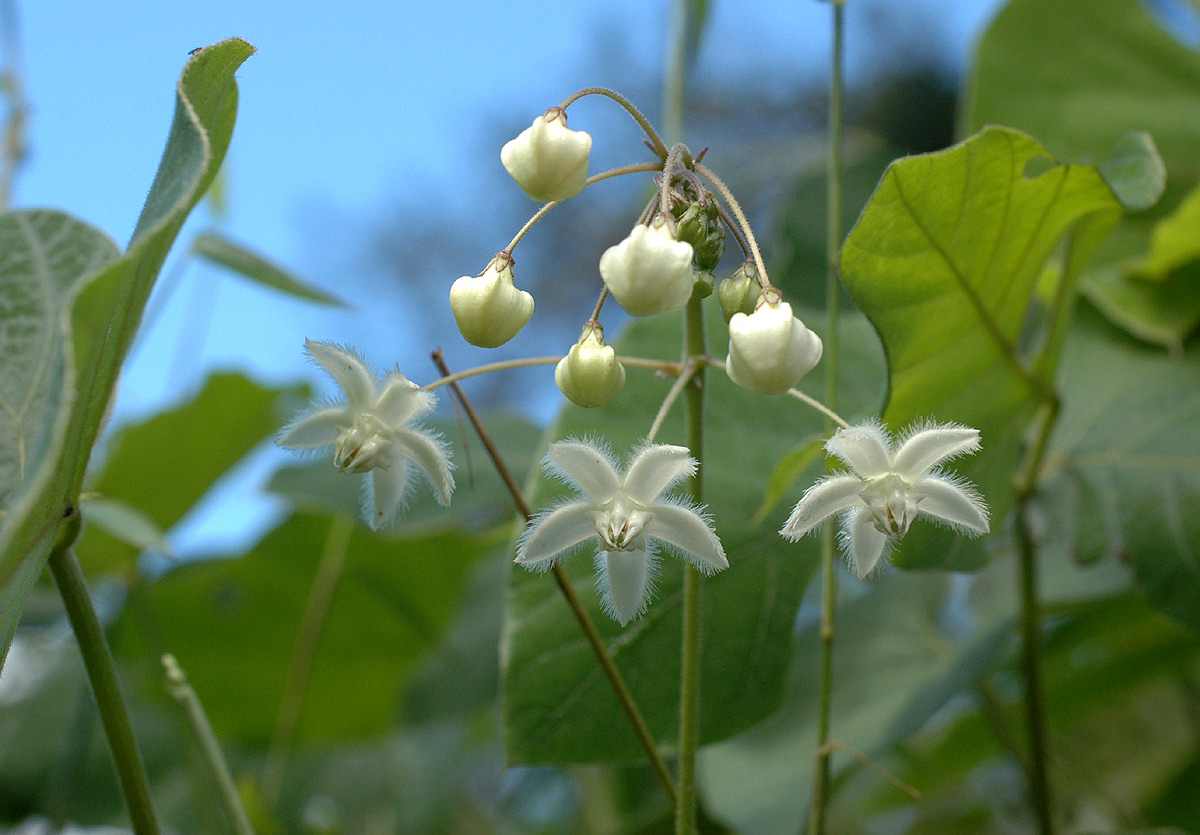 Pergularia daemia subsp. daemia