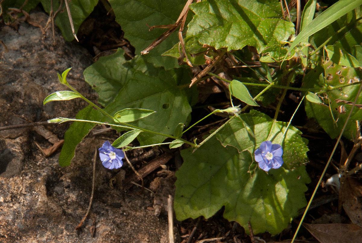 Evolvulus alsinoides var. alsinoides