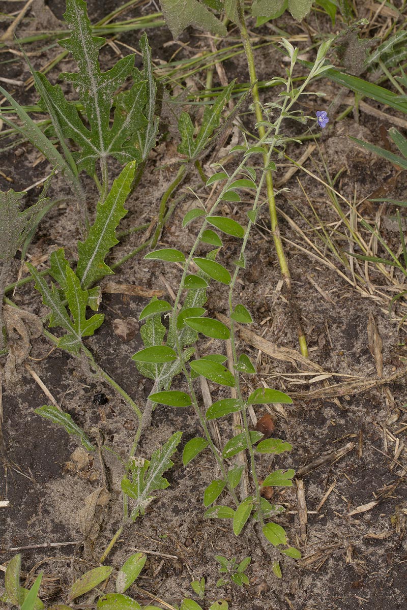 Evolvulus alsinoides var. alsinoides