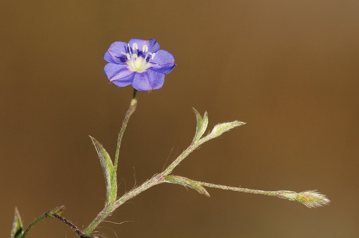 Evolvulus alsinoides var. alsinoides