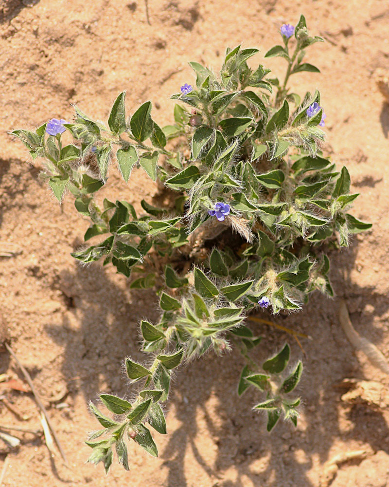 Evolvulus alsinoides var. alsinoides
