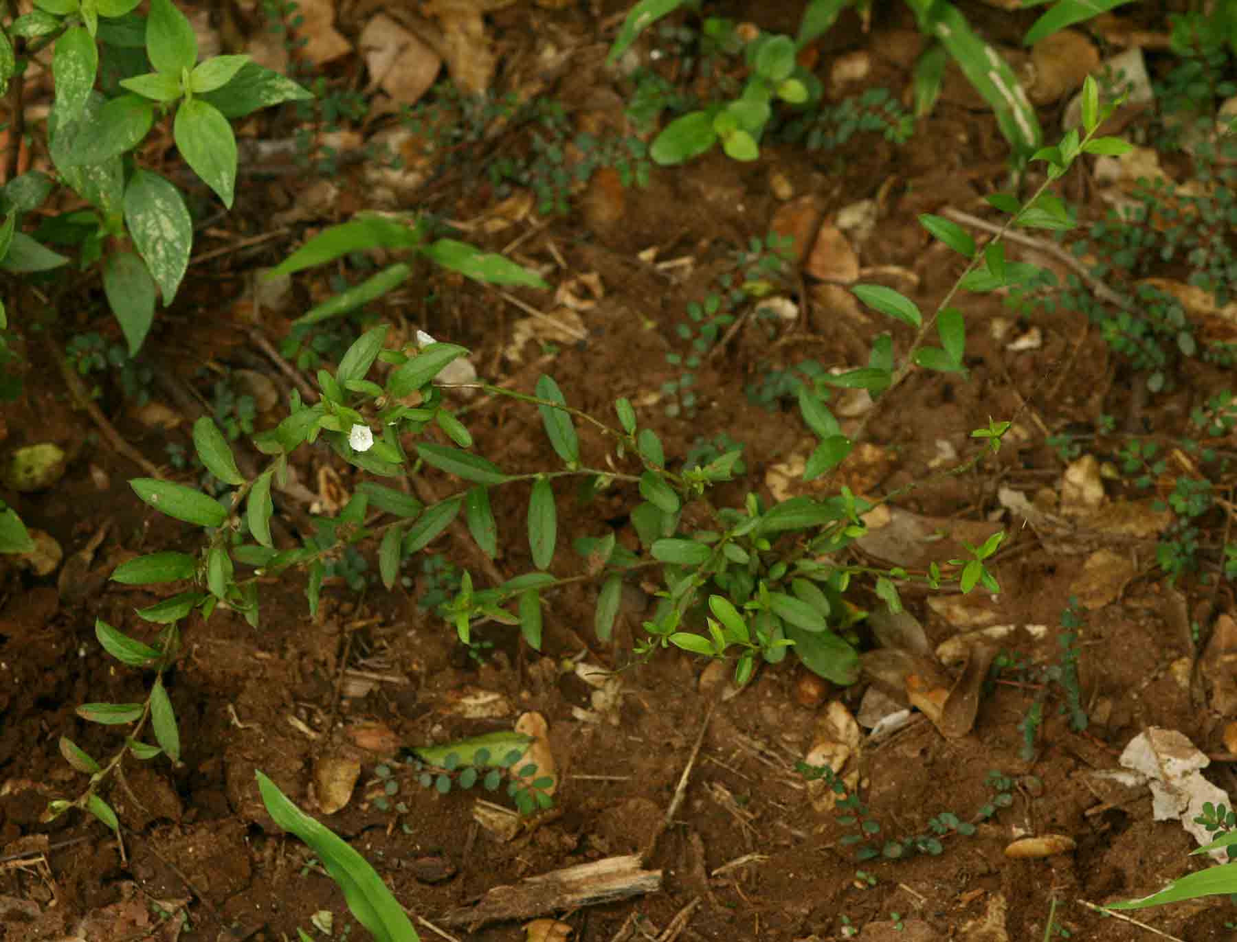 Seddera suffruticosa var. suffruticosa